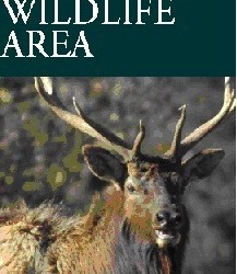 Elk Elk