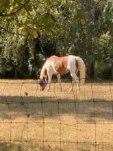 2023 Hood and Back - Dappled horse