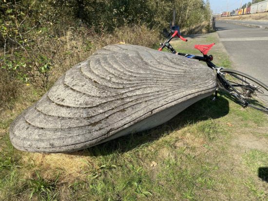 WDYR-Giant-clam