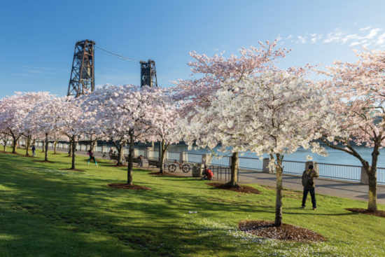 WDYR-Portland-Waterfront-Cherry-Blossoms-in-Tom-McCall-Waterfront-Park-Portland-Oregon